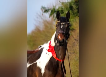 Cheval de sport allemand, Jument, 3 Ans, 170 cm, Pinto