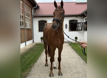 Cheval de sport allemand, Jument, 3 Ans, 172 cm, Alezan