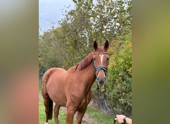 Cheval de sport allemand, Jument, 3 Ans, 172 cm, Alezan