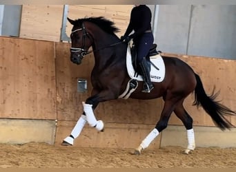 Cheval de sport allemand, Jument, 3 Ans, 172 cm, Bai brun