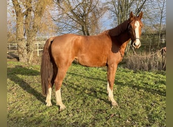 Cheval de sport allemand, Jument, 3 Ans, 174 cm, Alezan