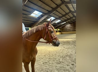 Cheval de sport allemand, Jument, 3 Ans, Alezan