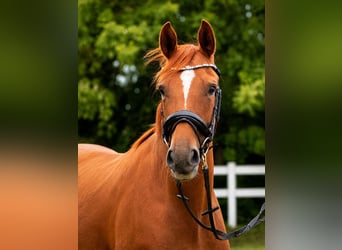 Cheval de sport allemand, Jument, 3 Ans, Alezan
