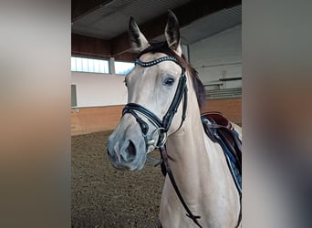 Cheval de sport allemand, Jument, 4 Ans, 149 cm, Isabelle