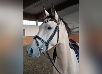 Cheval de sport allemand, Jument, 4 Ans, 149 cm, Isabelle