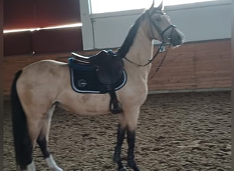 Cheval de sport allemand, Jument, 4 Ans, 149 cm, Isabelle