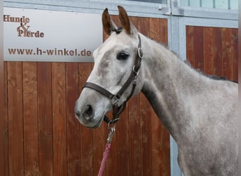 Cheval de sport allemand, Jument, 4 Ans, 150 cm, Gris