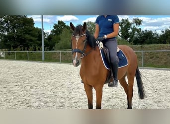 Cheval de sport allemand, Jument, 4 Ans, 155 cm, Bai