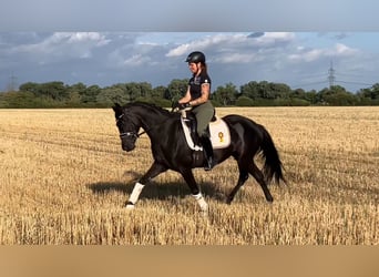Cheval de sport allemand, Jument, 4 Ans, 157 cm, Noir