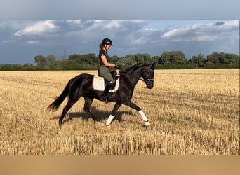 Cheval de sport allemand, Jument, 4 Ans, 157 cm, Noir