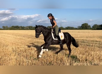 Cheval de sport allemand, Jument, 4 Ans, 157 cm, Noir