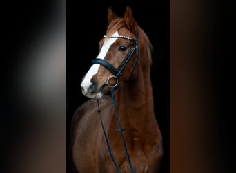 Cheval de sport allemand, Jument, 4 Ans, 158 cm, Alezan brûlé