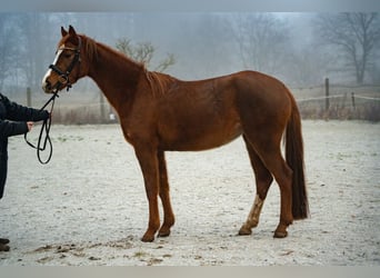Cheval de sport allemand, Jument, 4 Ans, 158 cm, Alezan brûlé