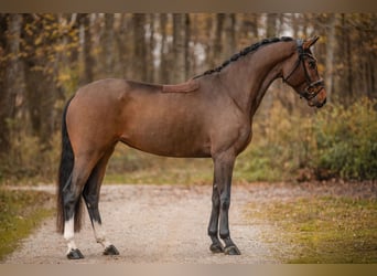Cheval de sport allemand, Jument, 4 Ans, 160 cm, Bai brun