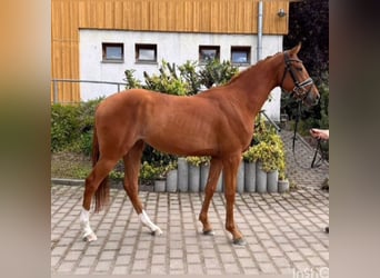 Cheval de sport allemand, Jument, 4 Ans, 162 cm, Alezan