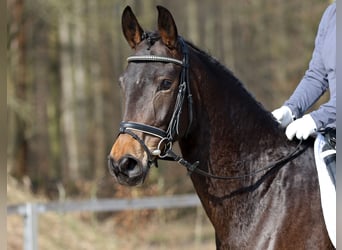 Cheval de sport allemand, Jument, 4 Ans, 162 cm, Bai brun