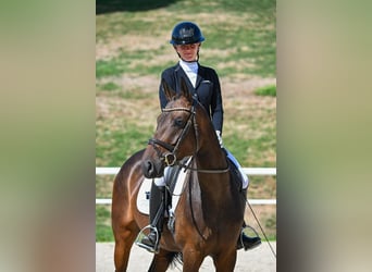 Cheval de sport allemand, Jument, 4 Ans, 162 cm, Bai