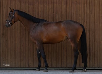 Cheval de sport allemand, Jument, 4 Ans, 162 cm, Bai