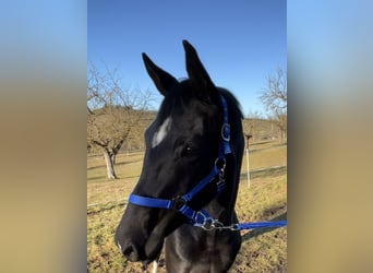 Cheval de sport allemand, Jument, 4 Ans, 162 cm, Noir