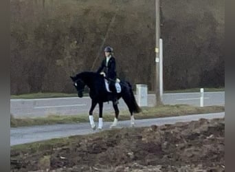 Cheval de sport allemand, Jument, 4 Ans, 162 cm, Noir