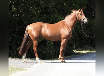 Cheval de sport allemand, Jument, 4 Ans, 163 cm, Alezan