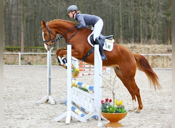 Cheval de sport allemand, Jument, 4 Ans, 163 cm, Alezan