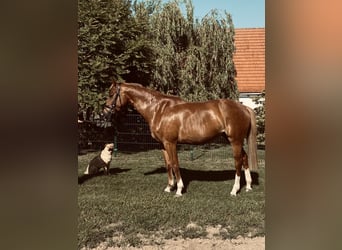 Cheval de sport allemand, Jument, 4 Ans, 163 cm, Alezan