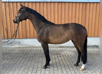 Cheval de sport allemand, Jument, 4 Ans, 163 cm, Bai brun