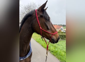 Cheval de sport allemand, Jument, 4 Ans, 163 cm, Bai brun