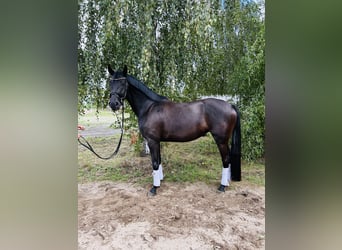 Cheval de sport allemand, Jument, 4 Ans, 163 cm, Bai brun foncé