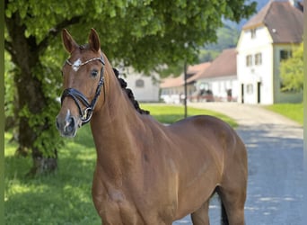 Cheval de sport allemand, Jument, 4 Ans, 164 cm, Alezan brûlé