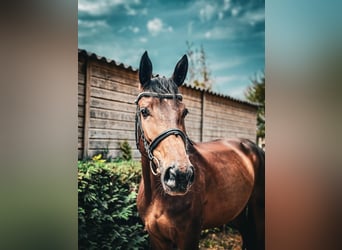 Cheval de sport allemand, Jument, 4 Ans, 164 cm, Bai brun
