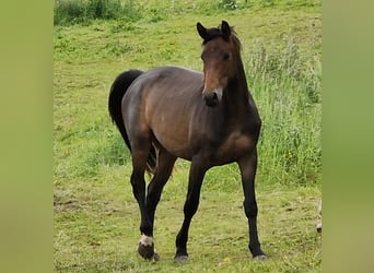 Cheval de sport allemand, Jument, 4 Ans, 164 cm, Bai brun foncé