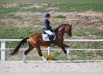 Cheval de sport allemand, Jument, 4 Ans, 164 cm, Bai
