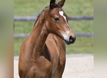 Cheval de sport allemand, Jument, 4 Ans, 164 cm, Bai