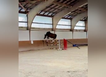 Cheval de sport allemand, Jument, 4 Ans, 164 cm, Bai