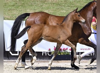 Cheval de sport allemand, Jument, 4 Ans, 164 cm, Bai
