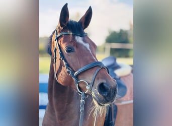 Cheval de sport allemand, Jument, 4 Ans, 164 cm, Bai