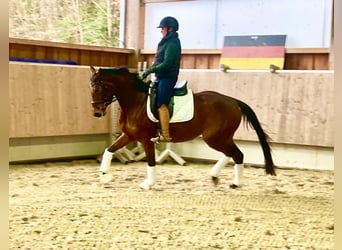 Cheval de sport allemand, Jument, 4 Ans, 164 cm, Bai
