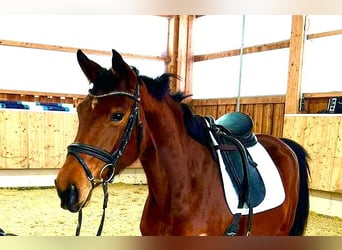 Cheval de sport allemand, Jument, 4 Ans, 164 cm, Bai