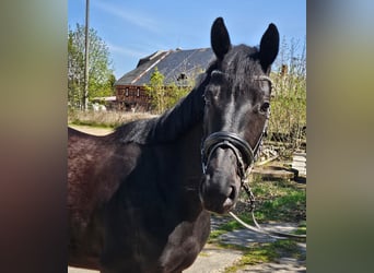 Cheval de sport allemand, Jument, 4 Ans, 164 cm, Noir