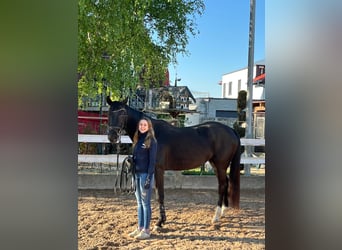 Cheval de sport allemand, Jument, 4 Ans, 164 cm, Noir