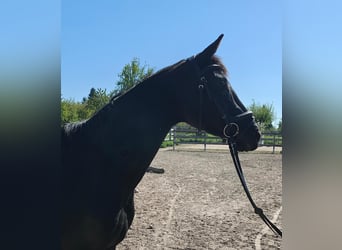 Cheval de sport allemand, Jument, 4 Ans, 164 cm, Noir