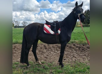 Cheval de sport allemand, Jument, 4 Ans, 164 cm, Noir