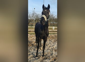 Cheval de sport allemand, Jument, 4 Ans, 164 cm, Noir