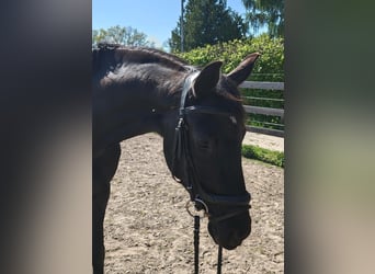 Cheval de sport allemand, Jument, 4 Ans, 164 cm, Noir
