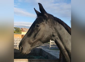 Cheval de sport allemand, Jument, 4 Ans, 164 cm, Noir