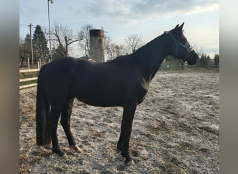 Cheval de sport allemand, Jument, 4 Ans, 164 cm, Noir