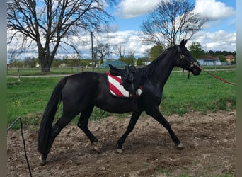 Cheval de sport allemand, Jument, 4 Ans, 164 cm, Noir