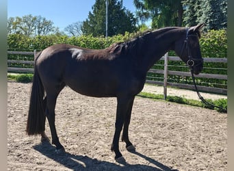 Cheval de sport allemand, Jument, 4 Ans, 164 cm, Noir